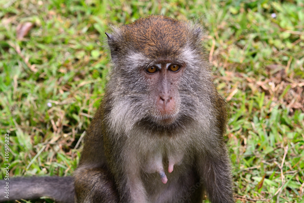 Long-tailed macaque, Bako National Park, Borneo, Sarawak, Malays