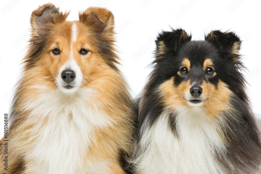Two sheltie dogs Two sheltie dogs