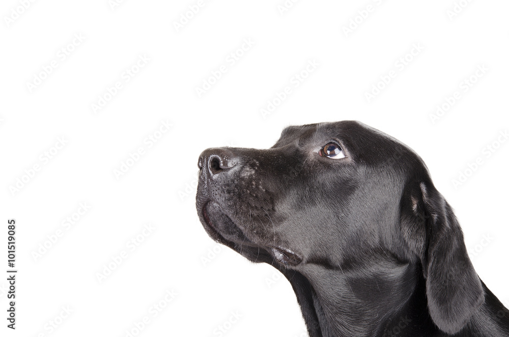Black Labrador Black Labrador