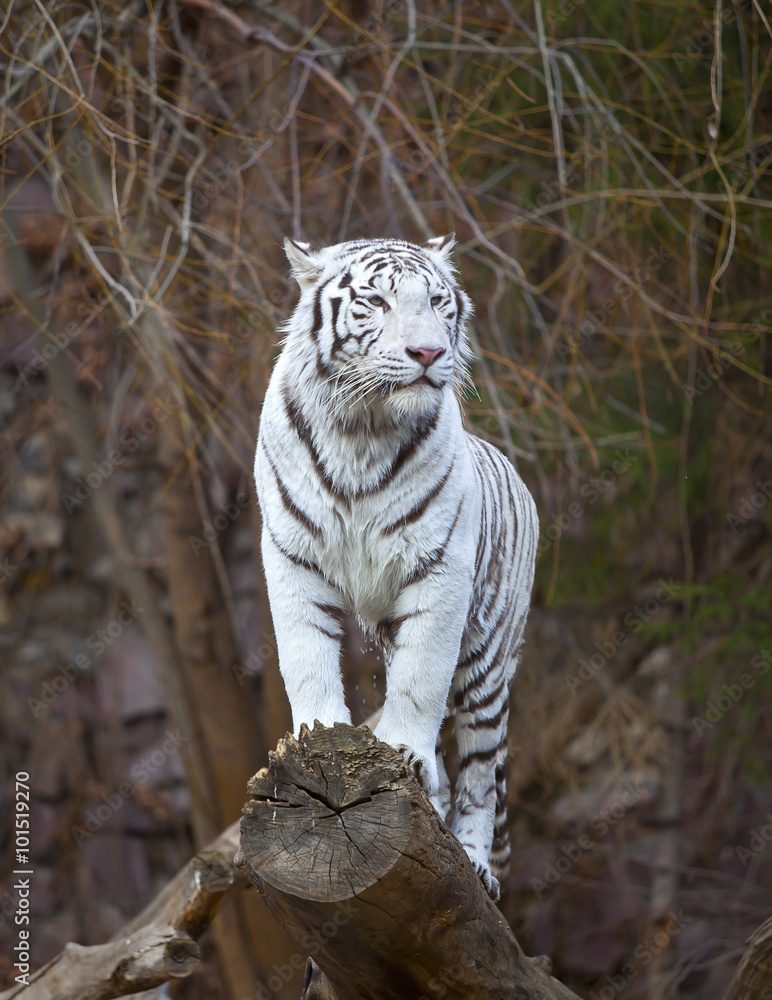 Obraz premium White tiger