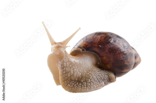 African land snail