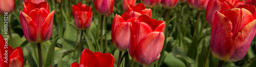 Garden of tulips photo