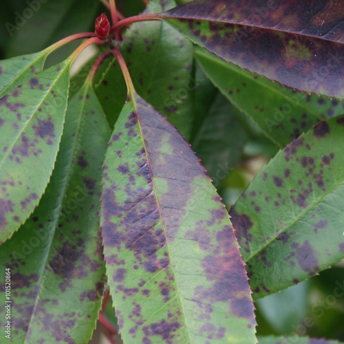 malattia delle foglie di cespuglio di Photinia.
Fungus cercospora. photo