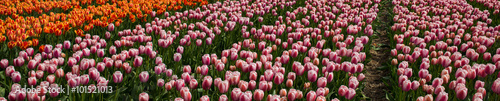 Cultivation of tulips