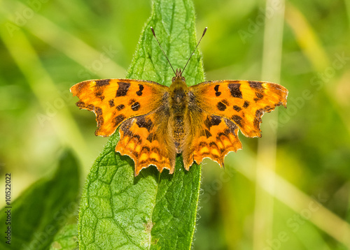 Comma Butterfly (polygonia c-album)