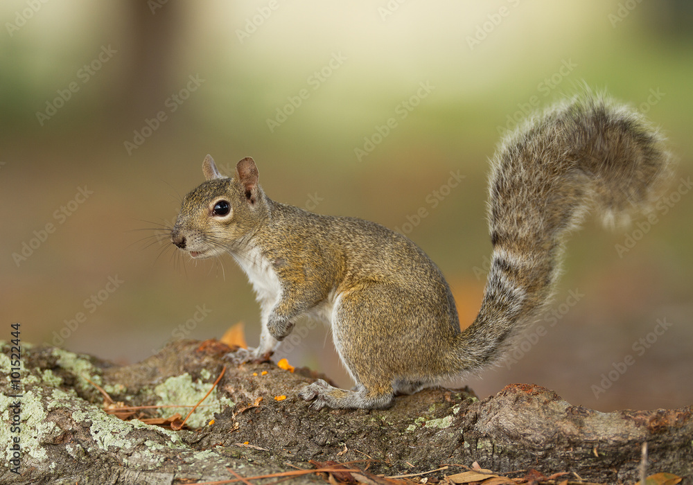 Ground squirrel looking for food, with clean background, Florida, USA Ground squirrel looking for food, with clean background, Florida, USA