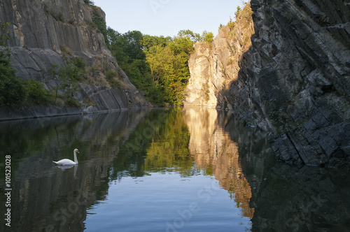 White swan on rocky lake