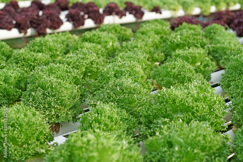 organic hydroponic vegetable