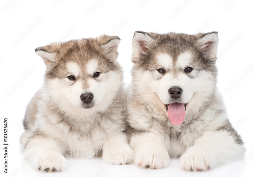 two alaskan malamute puppies. isolated on white background