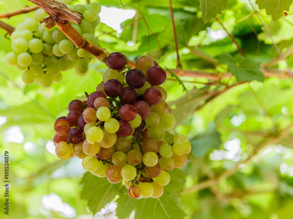 bunch of grapes on the vine with green leaves bunch of grapes on the vine with green leaves
