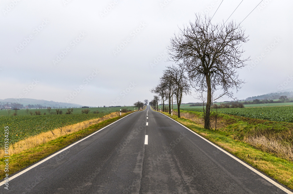 Fototapeta premium leaveless trees in winter inrural area