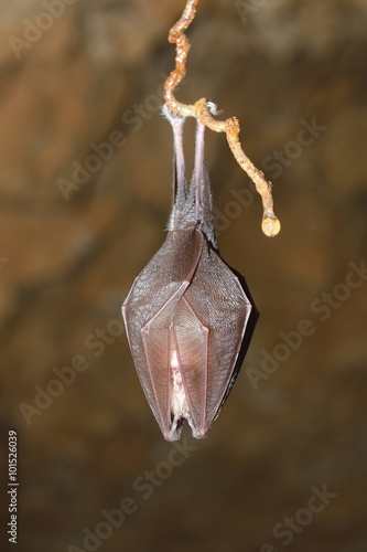 
Greater horseshoe bat ( Rhinolophus ferrumequinum