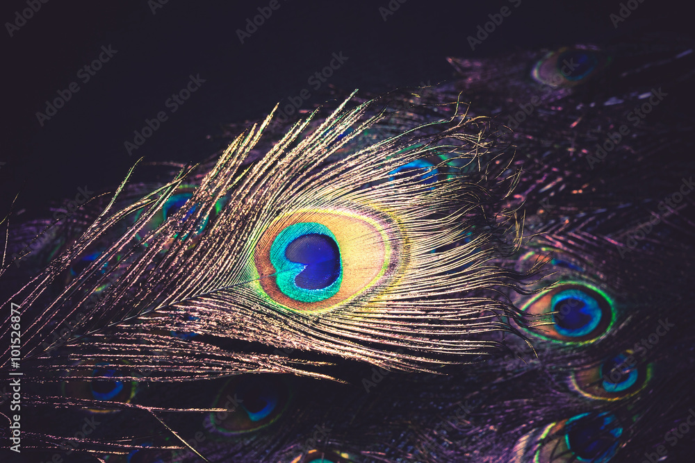Obraz premium Peacock Feather Macro Retro