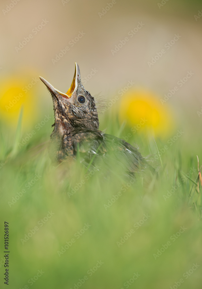 Young common blackbird in green grass, open beak, waiting for feeding, with yellow flowers in background, Czech Republic