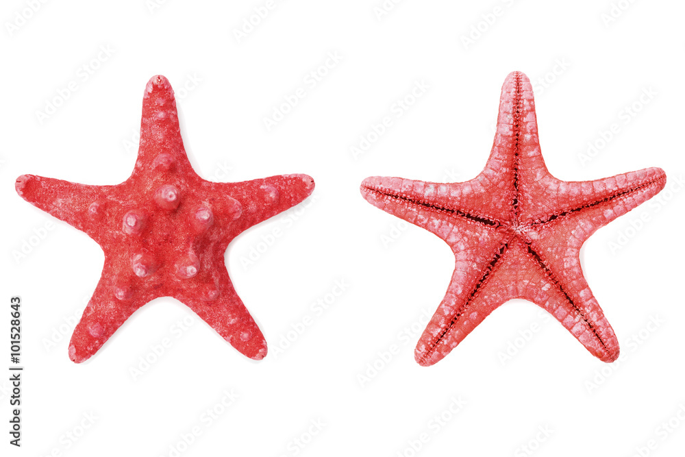 Red starfish or sea star on white background, top view Red starfish or sea star on white background, top view