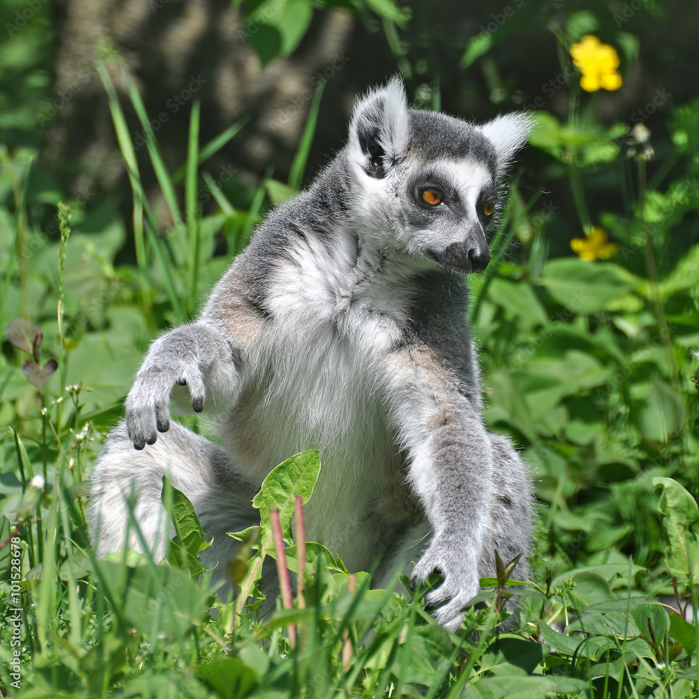 Ring-tailed lemur is instantly recognisable due to its long, bushy, black-and-white ringed tail. Ring-tailed lemur is instantly recognisable due to its long, bushy, black-and-white ringed tail.