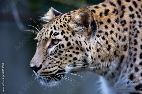 portrait Persian leopard  Panthera pardus saxicolor sitting on a branch
