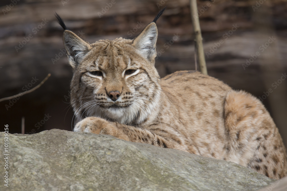 Resting Scandinavian lynx, Lynx l.lynx during the autumn sunshine
