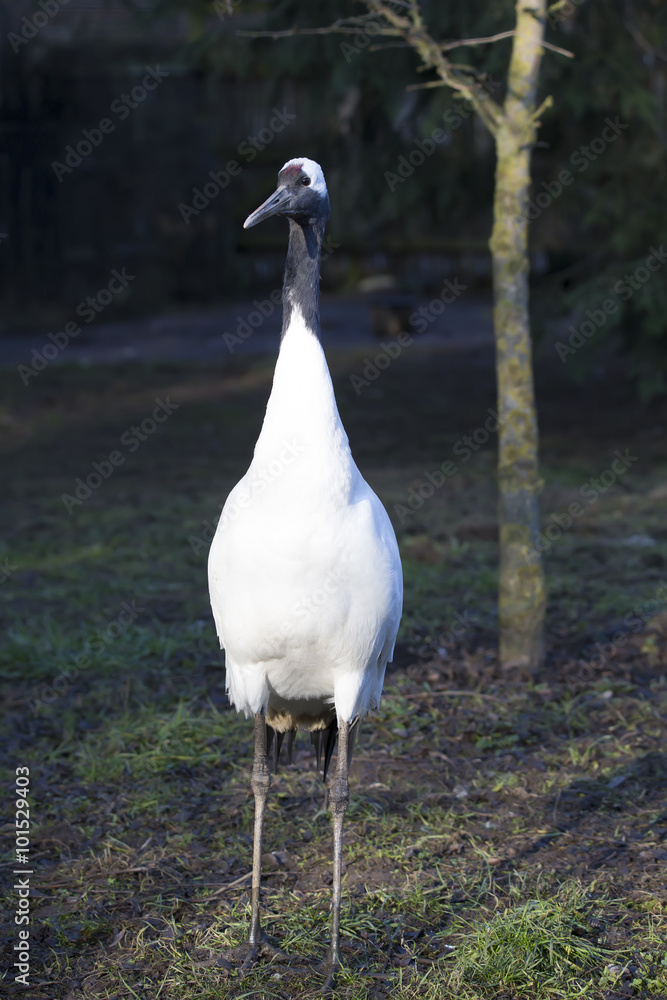 Fototapeta premium rare Red-crowned crane,Grus japonensis,