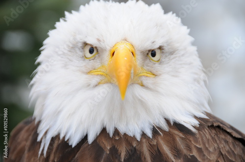 American eagle