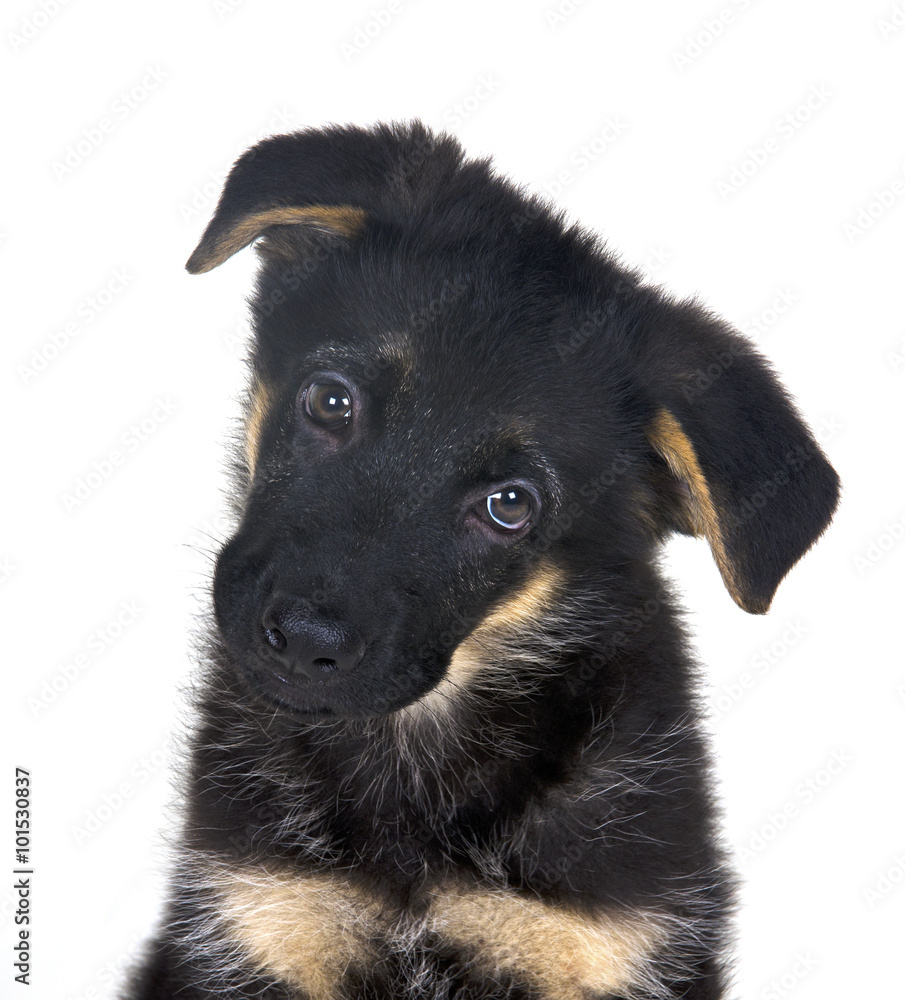 Fototapeta premium Puppy