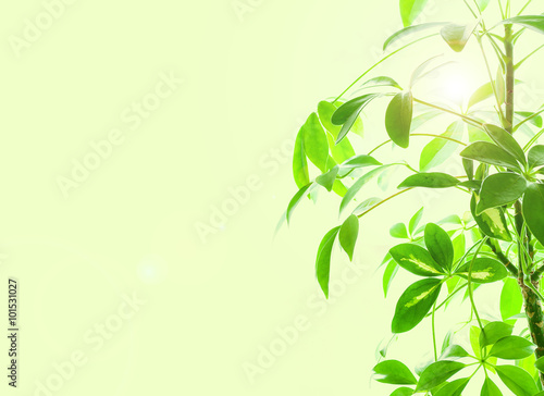 Schefflera Arboricola House Plant, Close Up Sun Beams