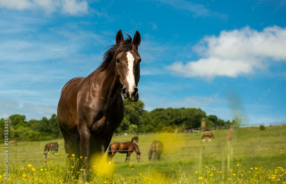 Fototapeta premium Liver chestnut horse with a white stripe, in a green grass field with yellow flowers and blue sky, eating some grass.