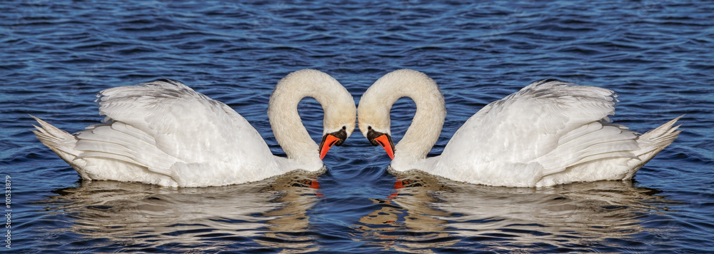 Obraz premium Two swans on water.