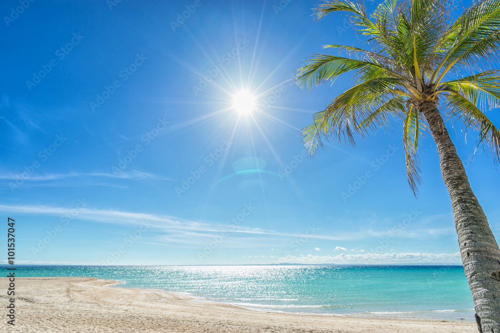 Wallpaper:  beautiful and empty beach, sun and palm.