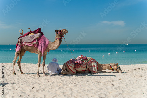 Bedouin with camels on the beach