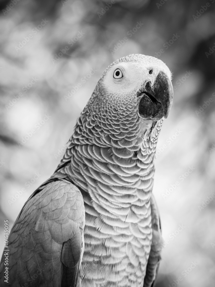 Obraz premium African Grey Parrot