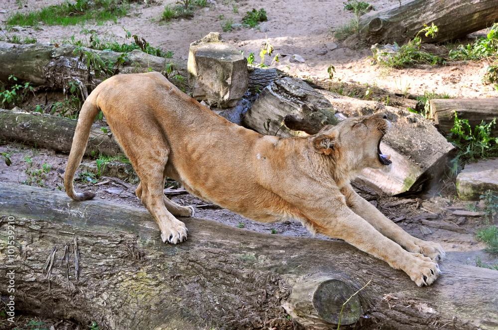 Naklejka premium lion yawns and stretches