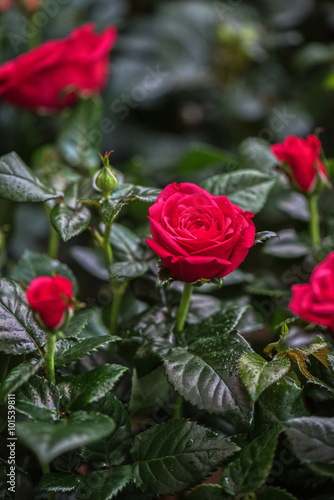 Beautiful red rose