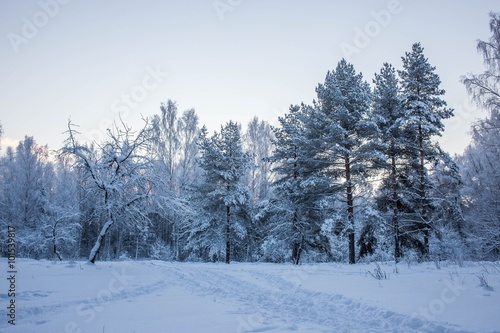 Magic winter frost on branches © avtolik