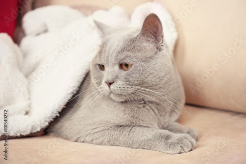 Beautiful grey cat under white plaid on sofa with bright pillows, close up