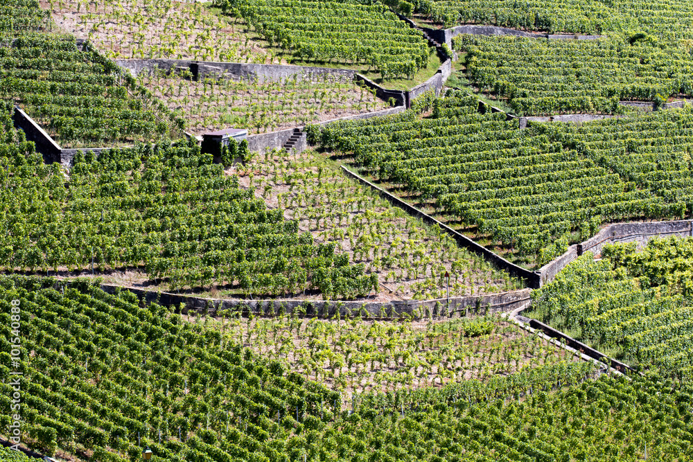 Champs de vigne en pente Stock Photo | Adobe Stock