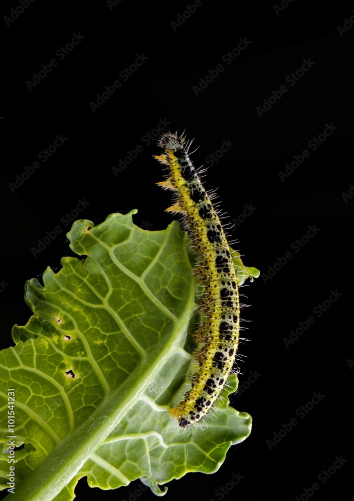 Fototapeta premium Bruco di farfalla Pieris Brassicae su foglia di cavolo
