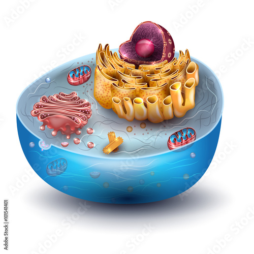Cell structure, cross section of the cell detailed colorful anatomy
