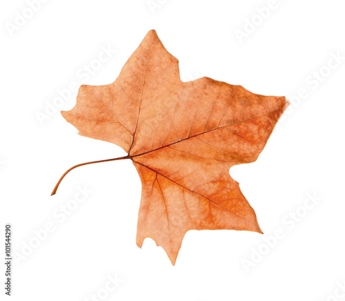 Dry maple leaf with pincers on white background