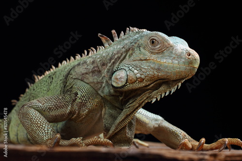 Fototapeta Naklejka Na Ścianę i Meble -  Iguana