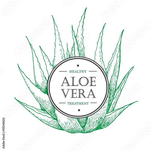 Vector hand drawn botanical Aloe Vera.