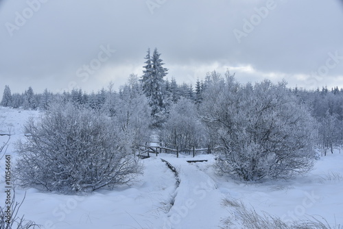 Passage entre deux arbustes dans un paysage hivernal au plateau des Hautes Fagnes en Belgique © Photocolorsteph