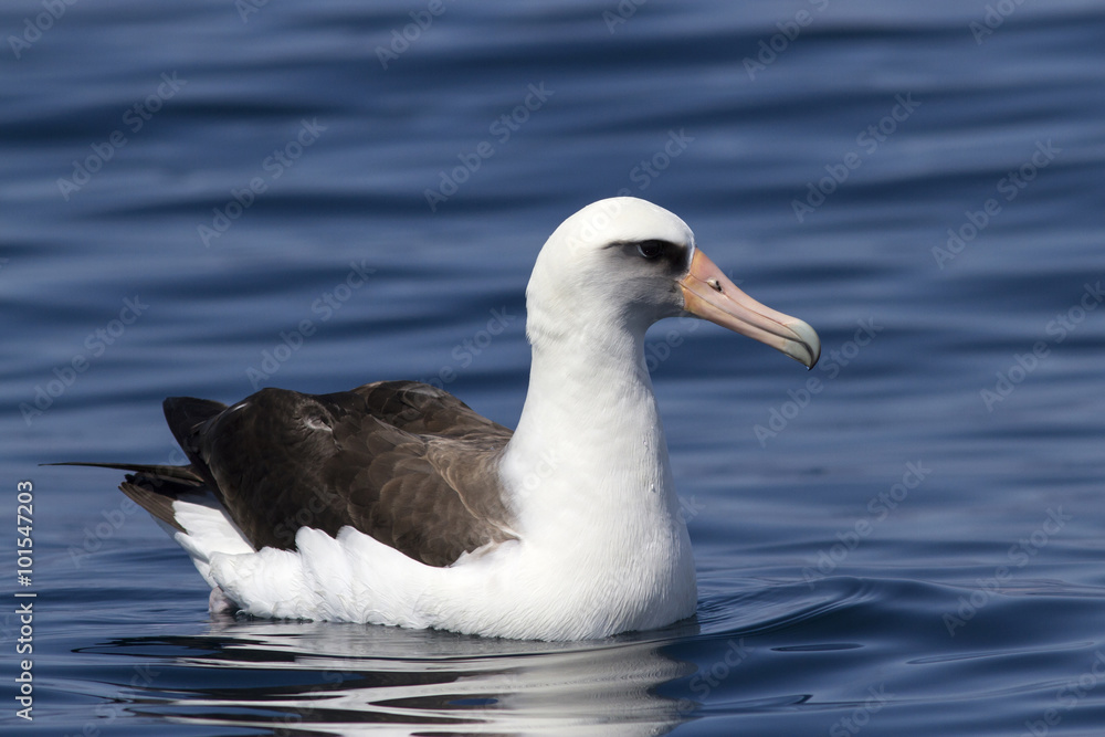 Laysan albatross sitting on the waves near the Commander Islands