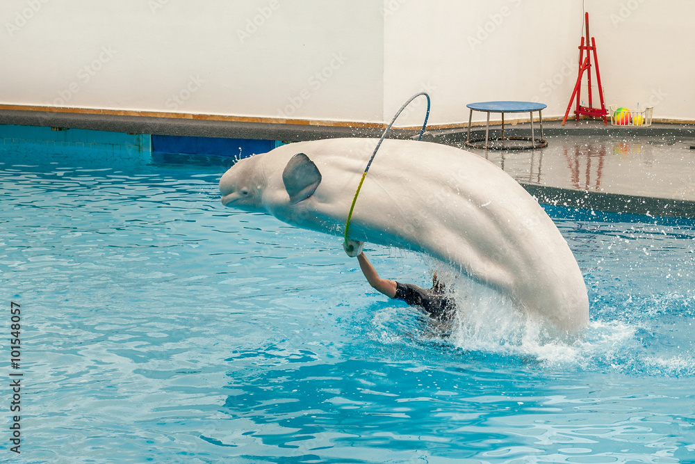 Fotografie White beluga whale