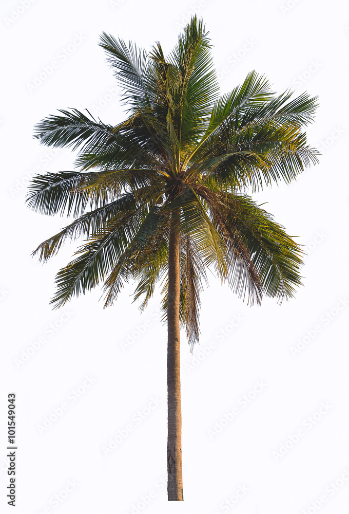 Coconut palm tree isolate on white background.