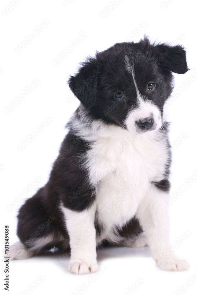 Border Collie Welpe sitzt auf weißem Hintergrund Border Collie Welpe sitzt auf weißem Hintergrund