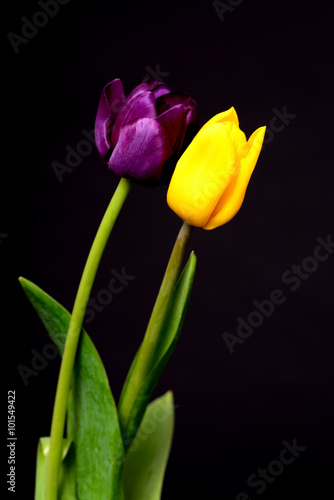 Yellow and Purple Tulips