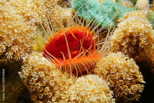 Marine life mollusk Flame scallop with coral