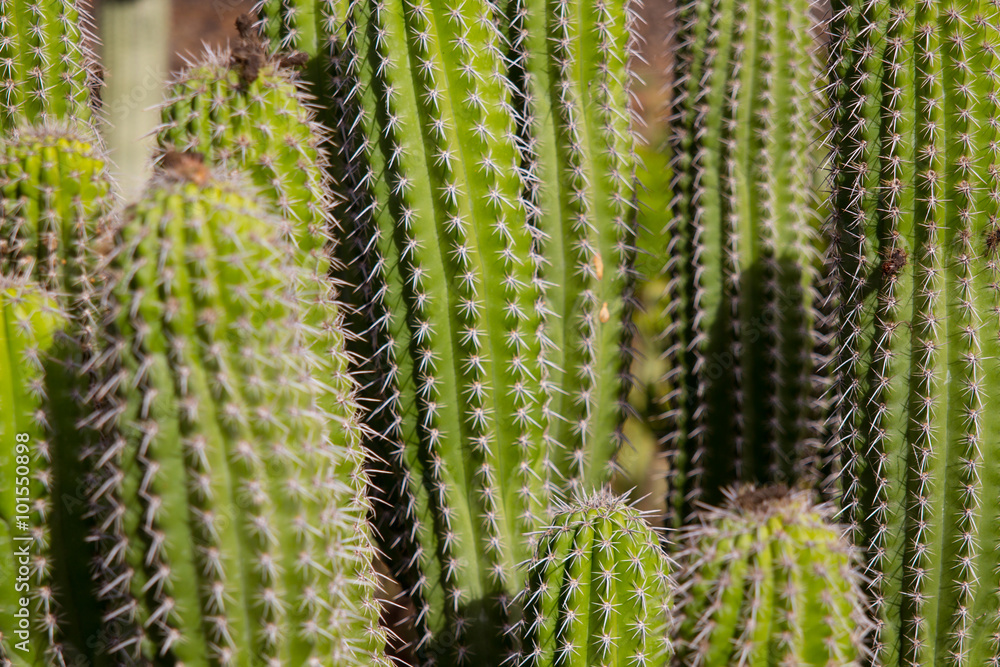Kaktus auf Lanzarote in Spanien Kaktus auf Lanzarote in Spanien
