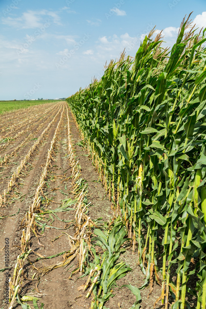 Fototapeta premium Corn maize green stems unripe on field